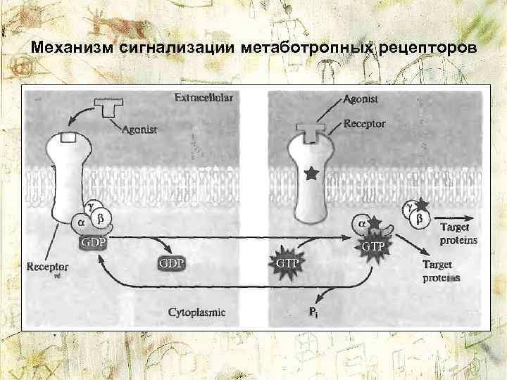 Механизм сигнализации метаботропных рецепторов 