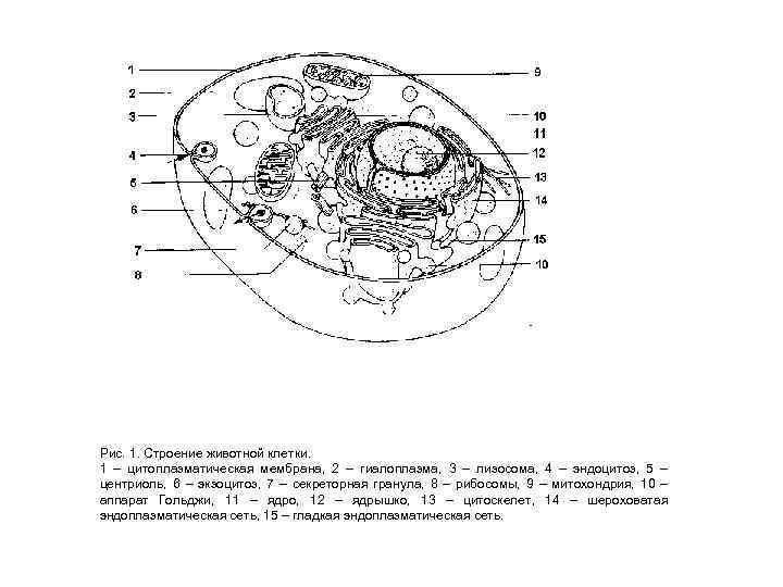 Рис. 1. Строение животной клетки. 1 – цитоплазматическая мембрана, 2 – гиалоплазма, 3 –