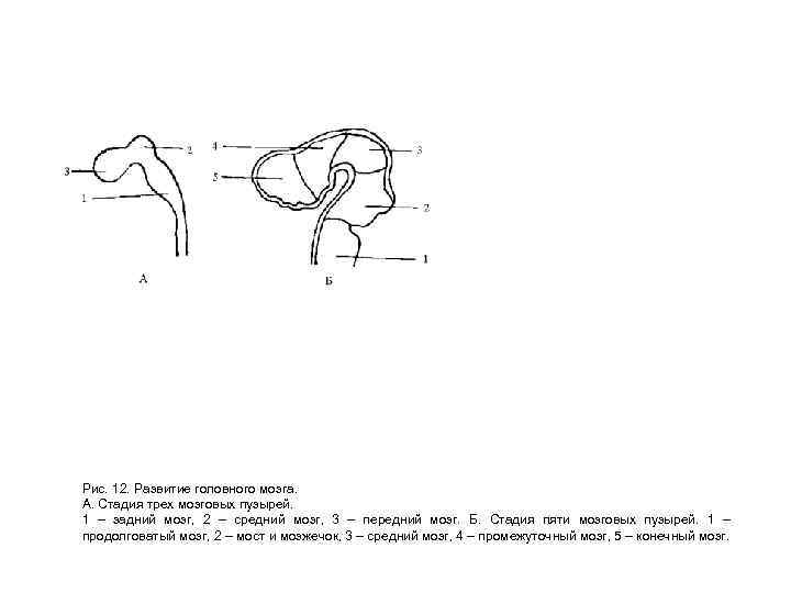 Рис. 12. Развитие головного мозга. А. Стадия трех мозговых пузырей. 1 – задний мозг,