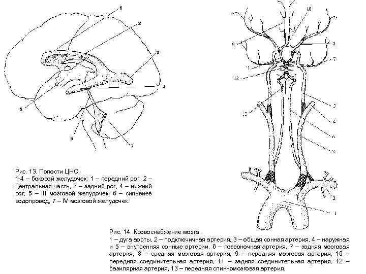 Рис. 13. Полости ЦНС. 1 -4 – боковой желудочек: 1 – передний рог, 2