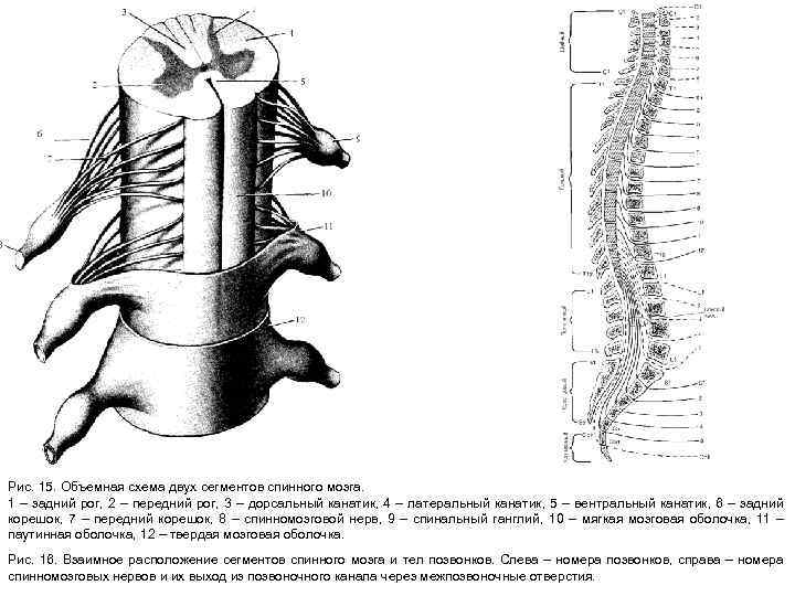 Рис. 15. Объемная схема двух сегментов спинного мозга. 1 – задний рог, 2 –