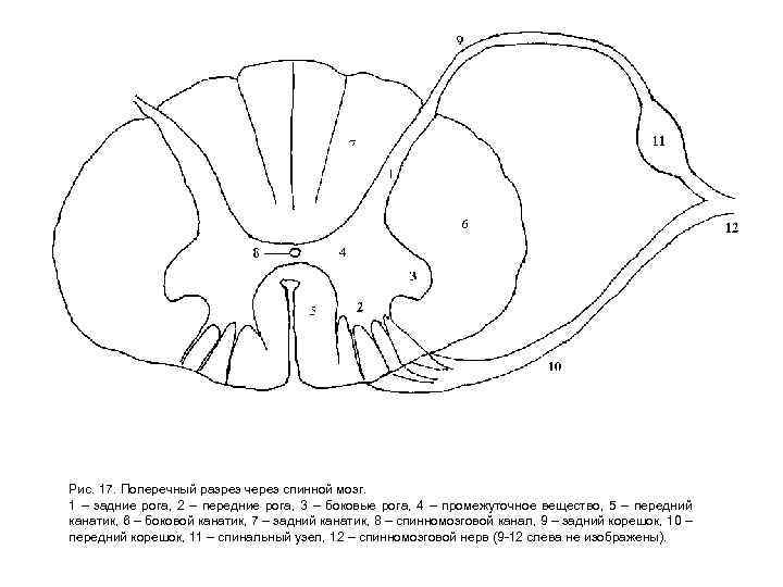 Рис. 17. Поперечный разрез через спинной мозг. 1 – задние рога, 2 – передние