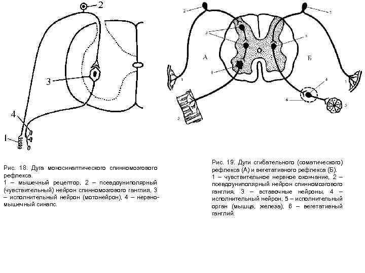 Рис. 18. Дуга моносинаптического спинномозгового рефлекса. 1 – мышечный рецептор, 2 – псевдоуниполярный (чувствительный)