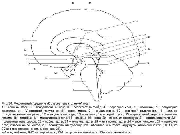 Рис. 20. Медиальный (срединный) разрез через головной мозг. 1 – спинной мозг, 2 –