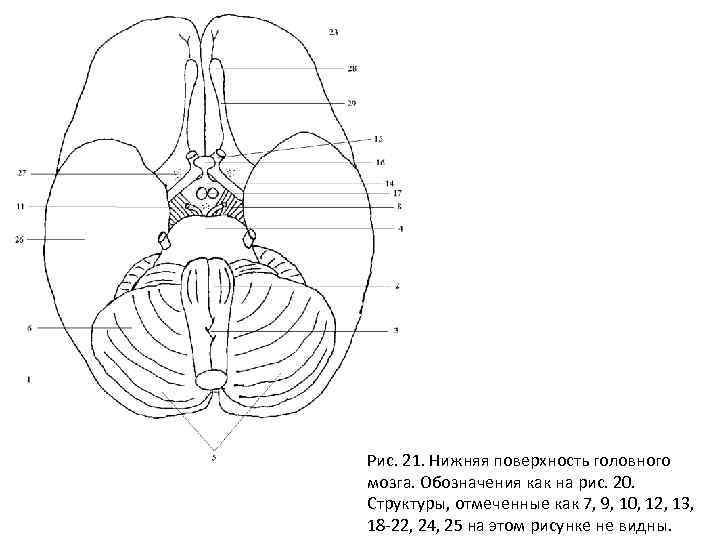 Рис. 21. Нижняя поверхность головного мозга. Обозначения как на рис. 20. Структуры, отмеченные как