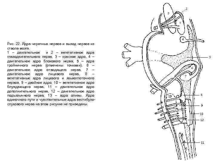 Рис. 22. Ядра черепных нервов и выход нервов из ствола мозга. 1 – двигательное
