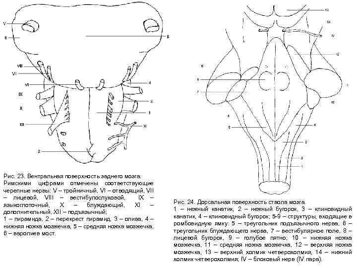 Рис. 23. Вентральная поверхность заднего мозга. Римскими цифрами отмечены соответствующие черепные нервы: V –