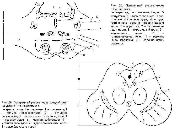 Рис. 25. Поперечный разрез через варолиев мост. I – покрышка, II – основание; 1