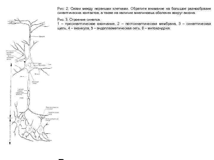 Рис. 2. Связи между нервными клетками. Обратите внимание на большое разнообразие синаптических контактов, а