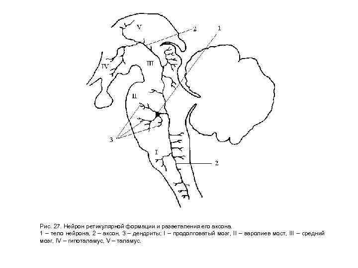 Рис. 27. Нейрон ретикулярной формации и разветвления его аксона. 1 – тело нейрона, 2