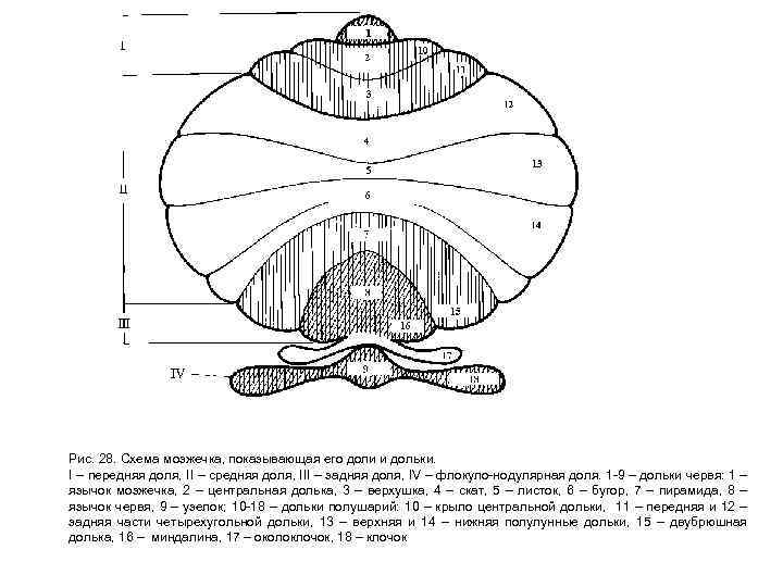 Рис. 28. Схема мозжечка, показывающая его доли и дольки. I – передняя доля, II