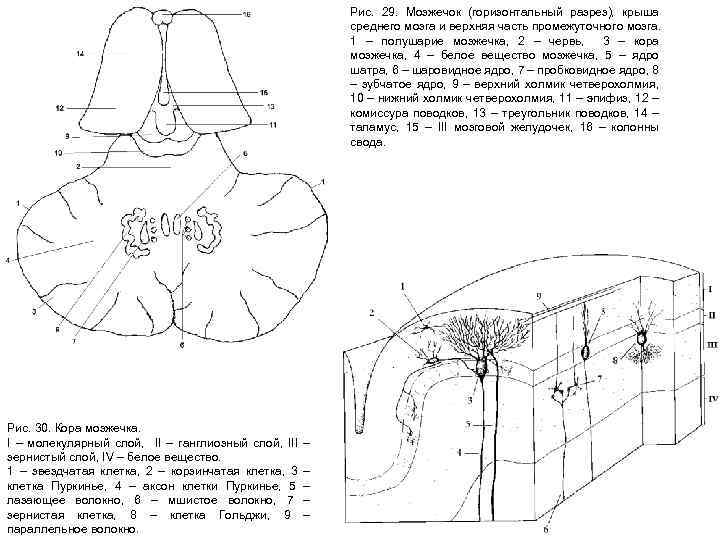 Рис. 29. Мозжечок (горизонтальный разрез), крыша среднего мозга и верхняя часть промежуточного мозга. 1