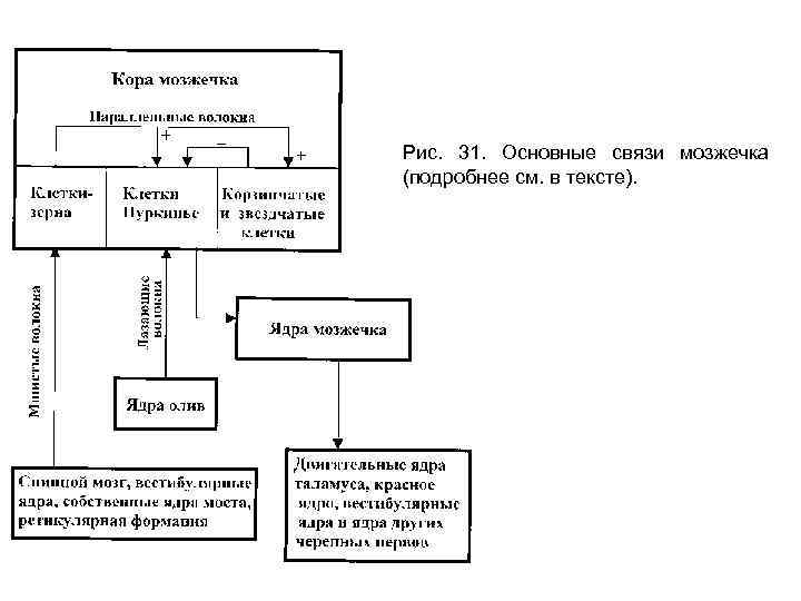 Рис. 31. Основные связи мозжечка (подробнее см. в тексте). 