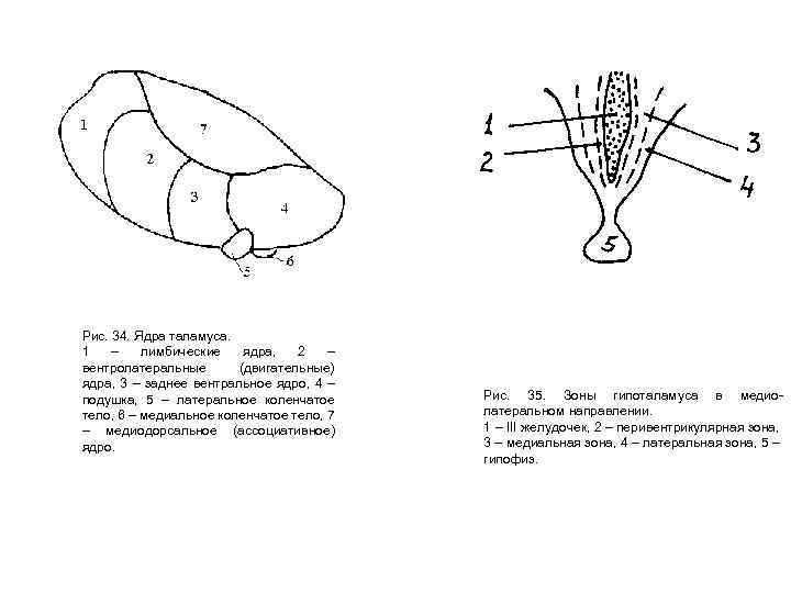 Рис. 34. Ядра таламуса. 1 – лимбические ядра, 2 – вентролатеральные (двигательные) ядра, 3