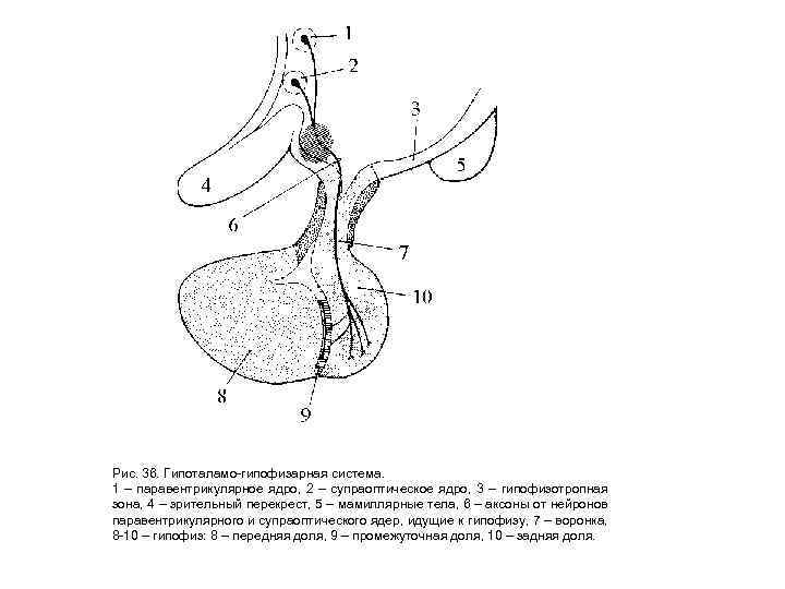Рис. 36. Гипоталамо-гипофизарная система. 1 – паравентрикулярное ядро, 2 – супраоптическое ядро, 3 –