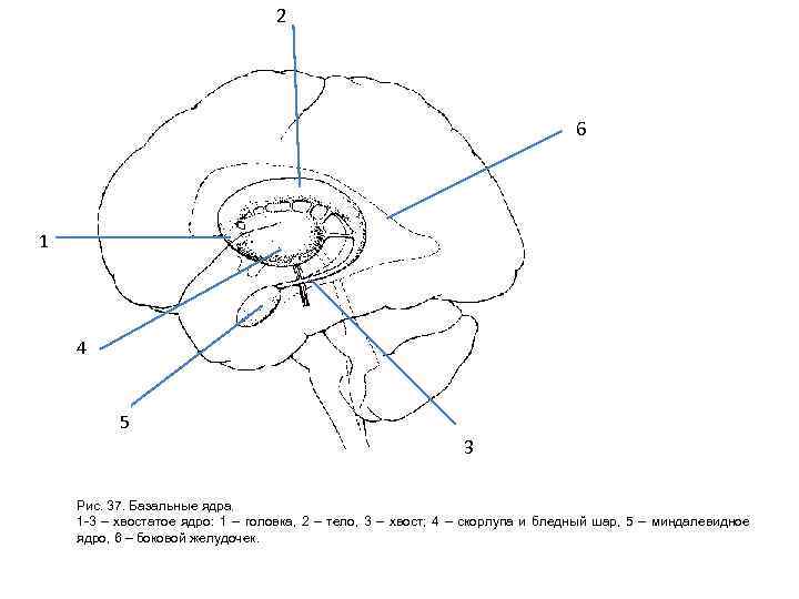 2 6 1 4 5 3 Рис. 37. Базальные ядра. 1 -3 – хвостатое