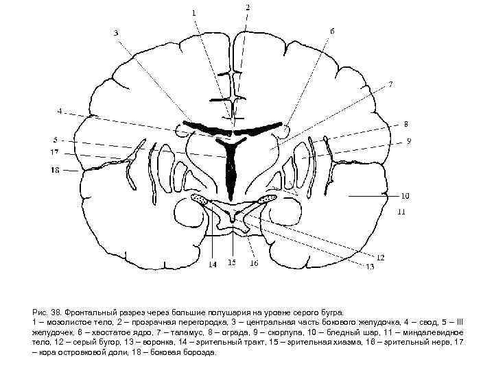 Рис. 38. Фронтальный разрез через большие полушария на уровне серого бугра. 1 – мозолистое