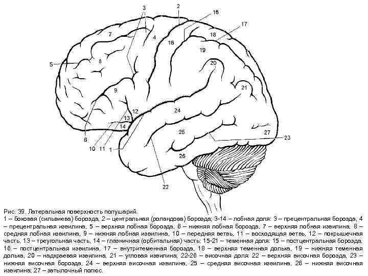 Рис. 39. Латеральная поверхность полушарий. 1 – боковая (сильвиева) борозда, 2 – центральная (роландова)