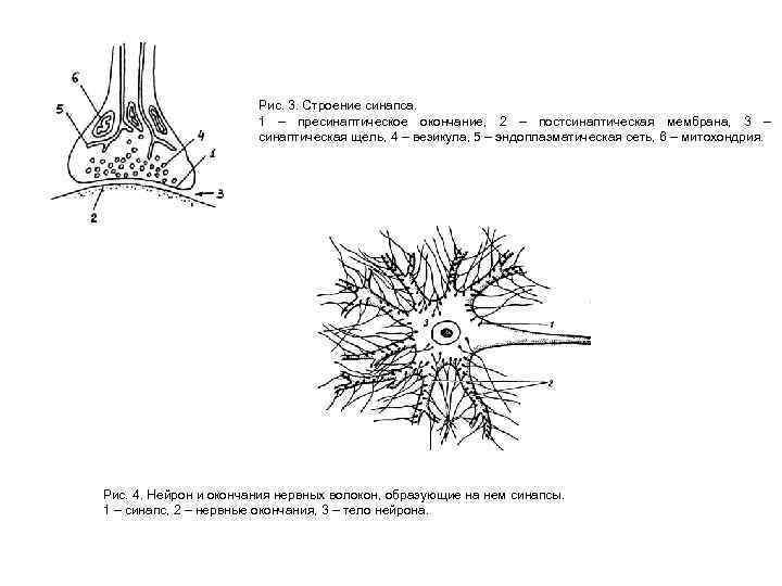 Рис. 3. Строение синапса. 1 – пресинаптическое окончание, 2 – постсинаптическая мембрана, 3 –