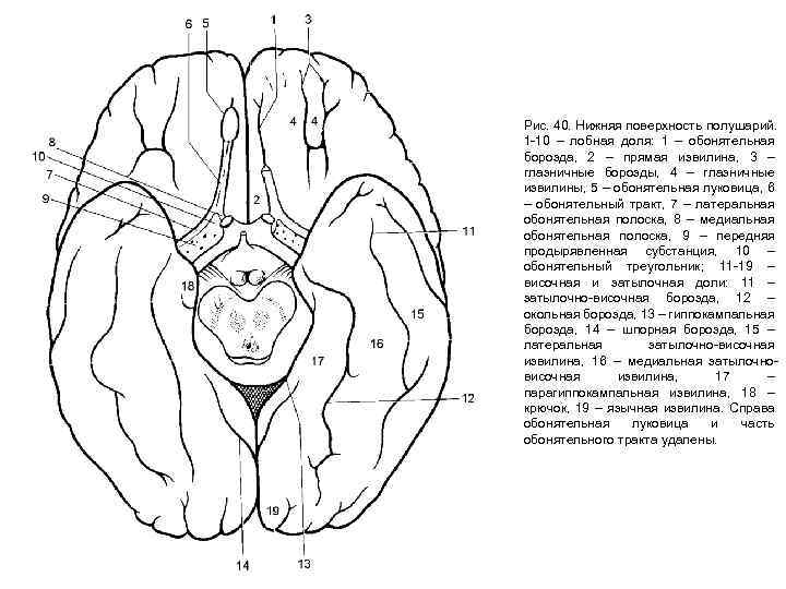 Рис. 40. Нижняя поверхность полушарий. 1 -10 – лобная доля: 1 – обонятельная борозда,