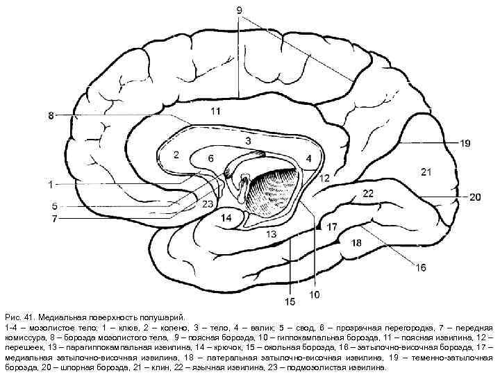 Рис. 41. Медиальная поверхность полушарий. 1 -4 – мозолистое тело; 1 – клюв, 2