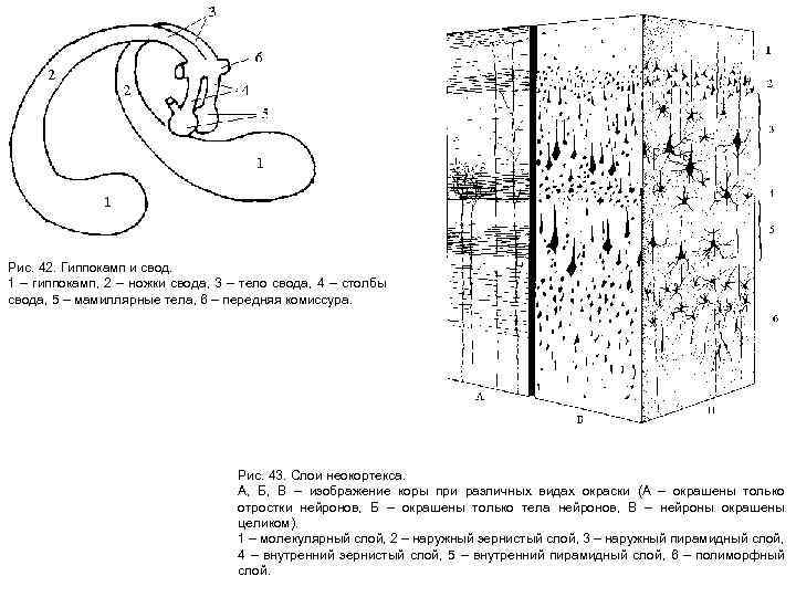 Рис. 42. Гиппокамп и свод. 1 – гиппокамп, 2 – ножки свода, 3 –