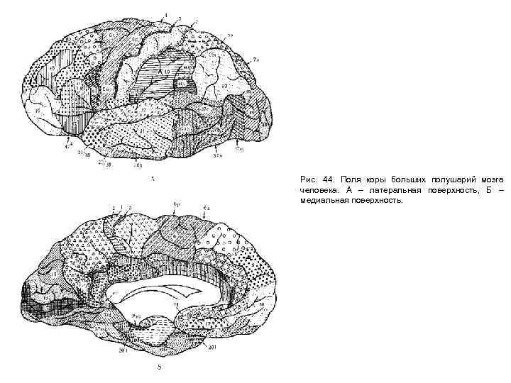 Рис. 44. Поля коры больших полушарий мозга человека. А – латеральная поверхность, Б –
