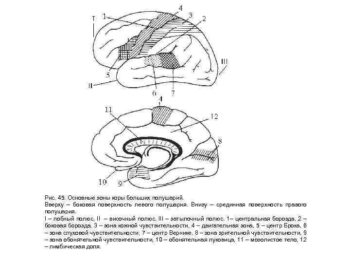 Рис. 45. Основные зоны коры больших полушарий. Вверху – боковая поверхность левого полушария. Внизу