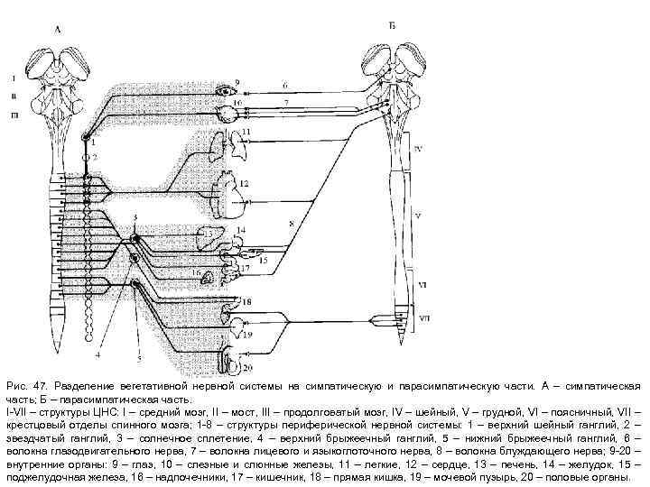 Рис. 47. Разделение вегетативной нервной системы на симпатическую и парасимпатическую части. А – симпатическая