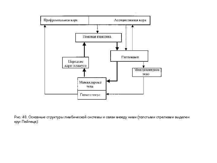 Рис. 48. Основные структуры лимбической системы и связи между ними (толстыми стрелками выделен круг