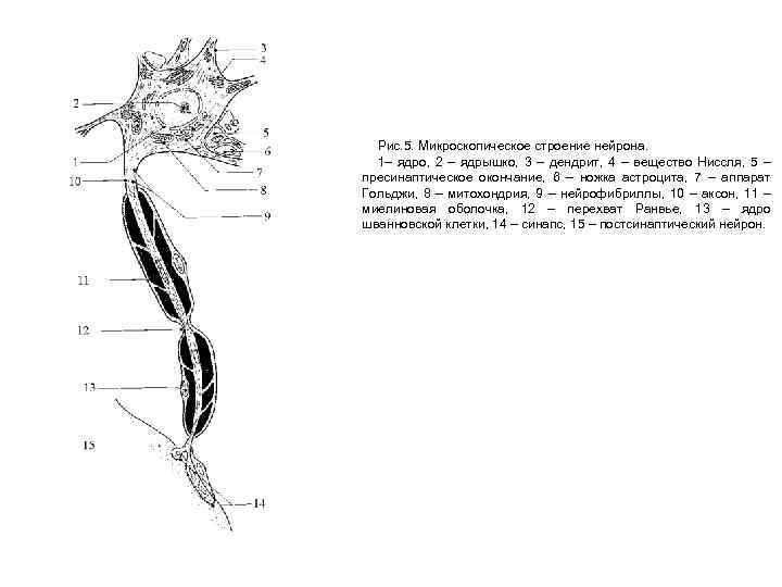 Рис. 5. Микроскопическое строение нейрона. 1– ядро, 2 – ядрышко, 3 – дендрит, 4