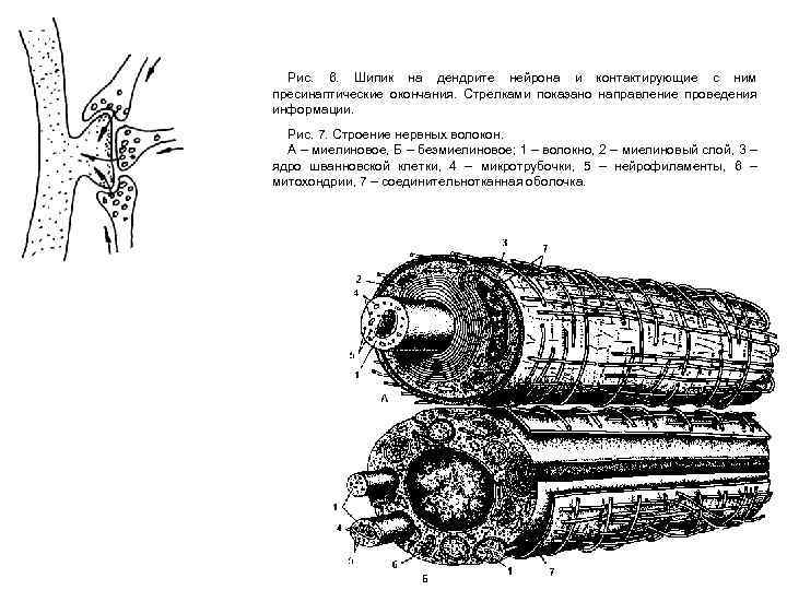 Рис. 6. Шипик на дендрите нейрона и контактирующие с ним пресинаптические окончания. Стрелками показано