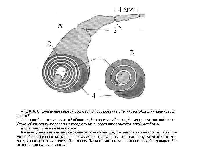 Рис. 8. А. Строение миелиновой оболочки. Б. Образование миелиновой оболочки шванновской клеткой. 1 –