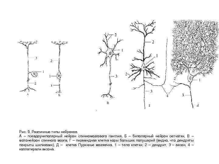 Рис. 9. Различные типы нейронов. А – псевдоуниполярный нейрон спинномозгового ганглия, Б – биполярный