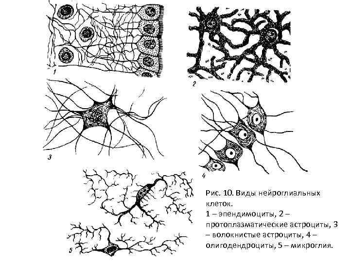 Рис. 10. Виды нейроглиальных клеток. 1 – эпендимоциты, 2 – протоплазматические астроциты, 3 –