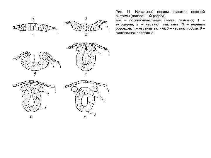 Рис. 11. Начальный период развития нервной системы (поперечный разрез). а-е – последовательные стадии развития;