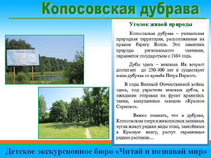 Уголок живой природы Копосовская дубрава – уникальная природная территория, расположенная на правом берегу Волги.