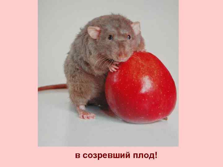 в созревший плод! 