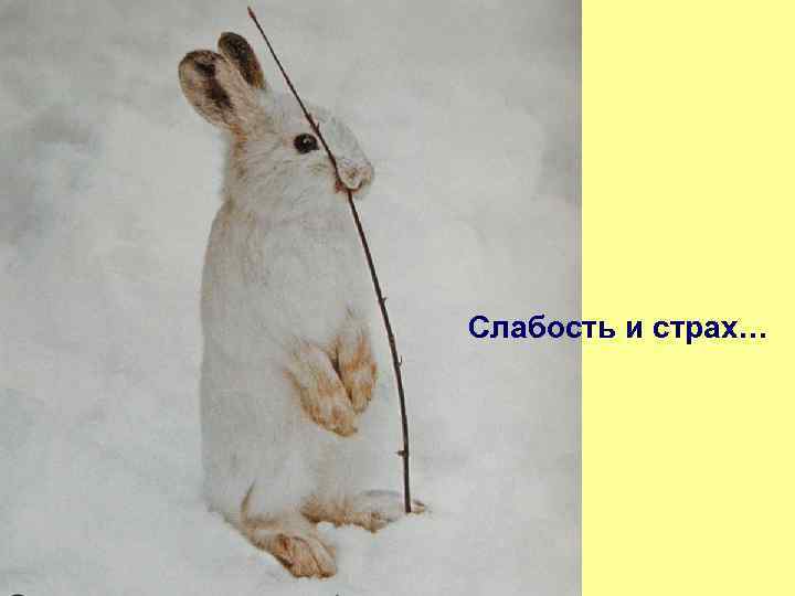 Слабость и страх… 