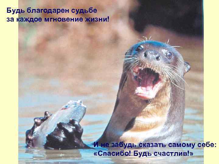 Будь благодарен судьбе за каждое мгновение жизни! И не забудь сказать самому себе: «Спасибо!