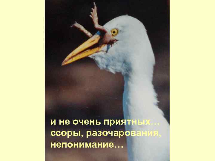 и не очень приятных… ссоры, разочарования, непонимание… 