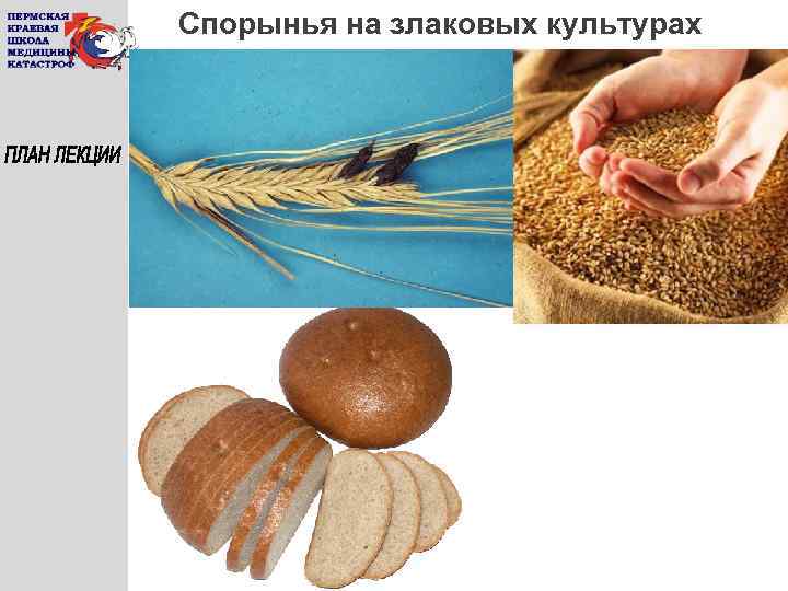 Спорынья на злаковых культурах 