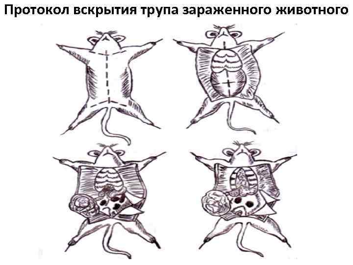 Протокол вскрытия трупа зараженного животного 