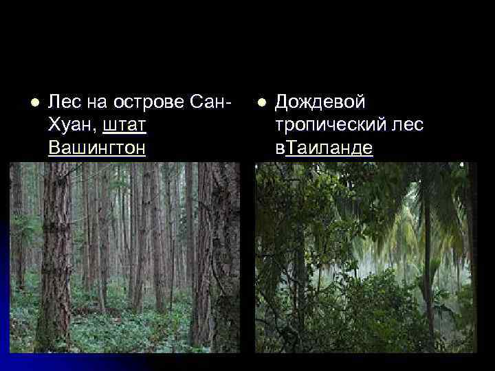 l Лес на острове Сан. Хуан, штат Вашингтон l Дождевой тропический лес в. Таиланде