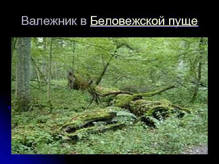 Валежник в Беловежской пуще 