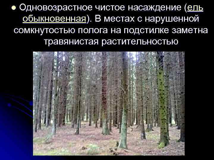 Одновозрастное чистое насаждение (ель обыкновенная). В местах с нарушенной сомкнутостью полога на подстилке заметна