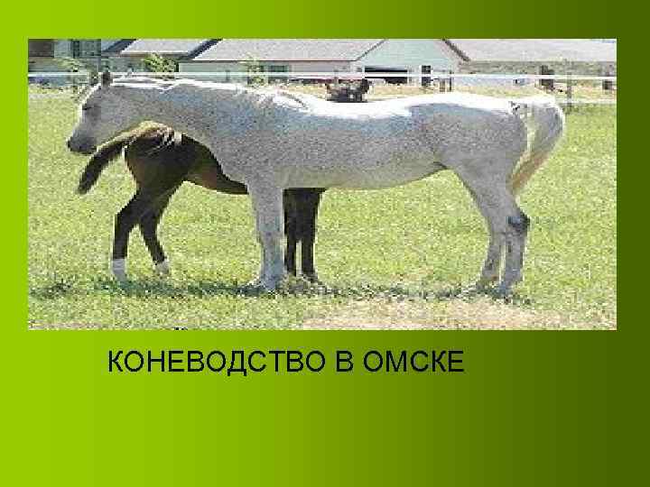 КОНЕВОДСТВО В ОМСКЕ 