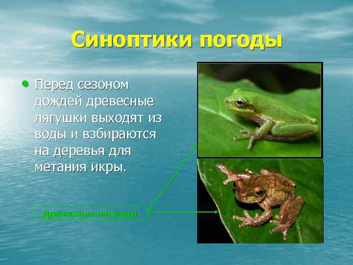 Синоптики погоды • Перед сезоном дождей древесные лягушки выходят из воды и взбираются на