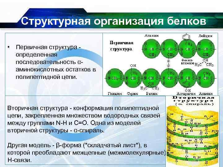  Структурная организация белков • Первичная структура - определенная последовательность α- аминокислотных остатков в