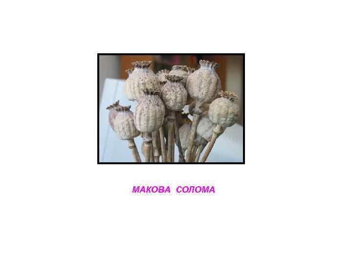 МАКОВА СОЛОМА 